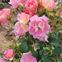 Rosier PINK CHANTILLY® Meilevire - Rosiers paysagers