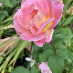 Rosier PINK CHANTILLY® Meilevire - Rosiers paysagers