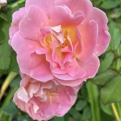 Rosier PINK CHANTILLY® Meilevire - Rosiers paysagers