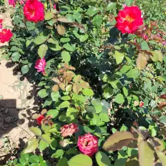 Rosier CHERRY EXPLOSION® Baisikomik - Rosiers grimpants