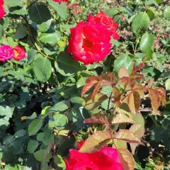 Rosier CHERRY EXPLOSION® Baisikomik - Rosiers grimpants