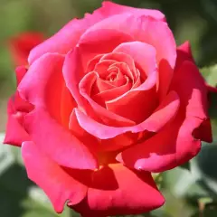 Rosier CHERRY EXPLOSION® Baisikomik - Rosiers grimpants