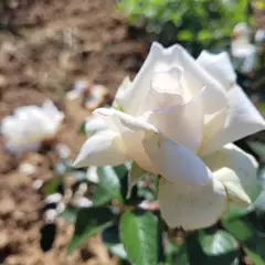 Rosier à grandes fleurs ANGGUN® Meibokir - Rosiers à grandes fleurs