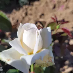 Rosier à grandes fleurs ANGGUN® Meibokir - Rosiers à grandes fleurs