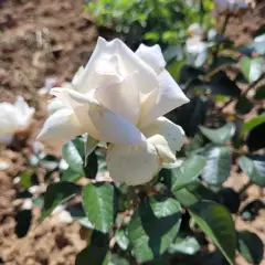 Rosier à grandes fleurs ANGGUN® Meibokir - Rosiers à grandes fleurs