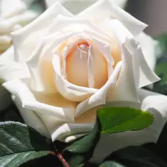Rosier à grandes fleurs ANGGUN® Meibokir - Rosiers à grandes fleurs