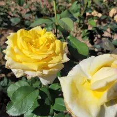 Rosier GOLDEN PERFUMELLA® Meifazeda - Rosiers à grandes fleurs