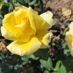 Rosier GOLDEN PERFUMELLA® Meifazeda - Rosiers à grandes fleurs