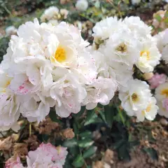 Rosier LA GRANDE MOTTE® Meimeigea - Rosiers paysagers