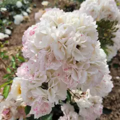 Rosier LA GRANDE MOTTE® Meimeigea - Rosiers paysagers