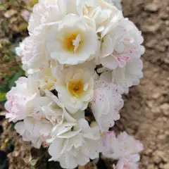 Rosier LA GRANDE MOTTE® Meimeigea - Rosiers paysagers