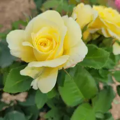 Rosier Massif RUSTICA® III Meilaocil - Rosiers à massifs