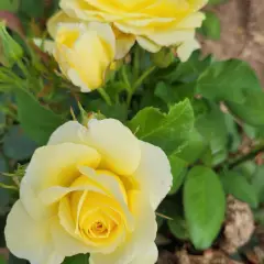 Rosier Massif RUSTICA® III Meilaocil - Rosiers à massifs