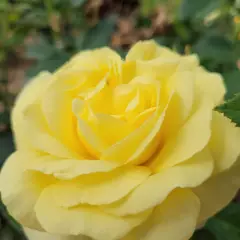 Rosier Massif RUSTICA® III Meilaocil - Rosiers à massifs
