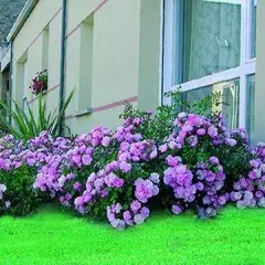 Rosier Mareva ® Noamel - Décorosiers