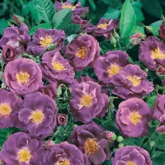 Rosier Rhapsody In Blue® Frantasia - Rosiers arbustifs