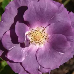 Rosier Rhapsody In Blue® Frantasia - Rosiers arbustifs