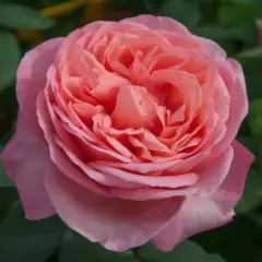 Rosier Mademoiselle MEILLAND® Meinostair - Rosiers à grandes fleurs