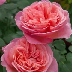 Rosier Mademoiselle MEILLAND® Meinostair - Rosiers à grandes fleurs