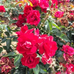 Rosier MOULIN ROUGE® II Meitraligh - Rosiers paysagers