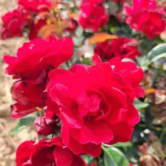 Rosier MOULIN ROUGE® II Meitraligh - Rosiers paysagers