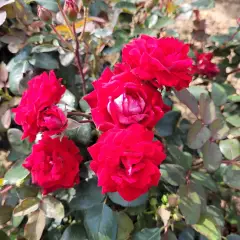 Rosier BELLE DE GRASSE® Meibelitz - Rosiers paysagers