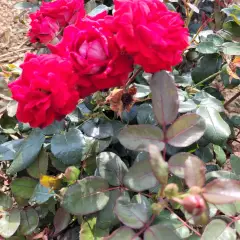 Rosier BELLE DE GRASSE® Meibelitz - Rosiers paysagers