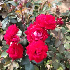Rosier BELLE DE GRASSE® Meibelitz - Rosiers paysagers