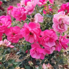 Rosier JOLIE PROVENCE® Meilegase - Rosiers paysagers
