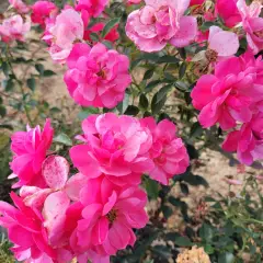 Rosier JOLIE PROVENCE® Meilegase - Rosiers paysagers