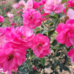 Rosier JOLIE PROVENCE® Meilegase - Rosiers paysagers