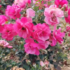 Rosier JOLIE PROVENCE® Meilegase - Rosiers paysagers