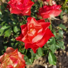 Rosier ORIGAMI® Meimozahiq - Rosiers à massifs