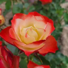 Rosier ORIGAMI® Meimozahiq - Rosiers à massifs