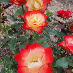 Rosier ORIGAMI® Meimozahiq - Rosiers à massifs