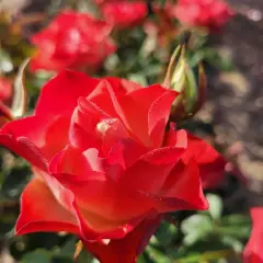Rosier ORIGAMI® Meimozahiq - Rosiers à massifs