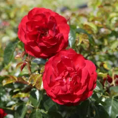 Rosier TIGE 100 cm Scarlet Bonica® Meiscarlebo - Rosiers tiges et pleureurs