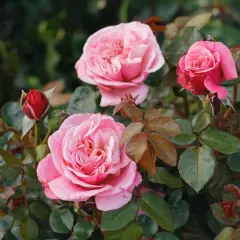 Rosier TIGE 100 cm Wildberry® - Rosiers tiges et pleureurs