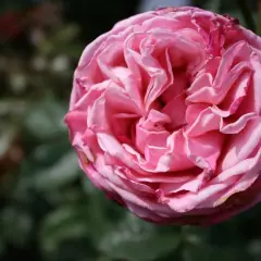 Rosier TIGE 100 cm Wildberry® - Rosiers tiges et pleureurs