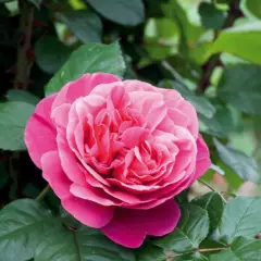 Rosier TIGE 100 cm LINE RENAUD ® Meiclusif - Rosiers tiges et pleureurs