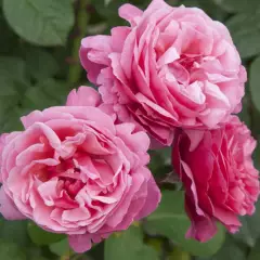 Rosier TIGE 100 cm LINE RENAUD ® Meiclusif - Rosiers tiges et pleureurs