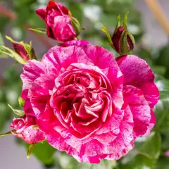 Rosier Pleureur 140 cm COLIBRI ® FARBFESTIVAL - Rosiers tiges et pleureurs