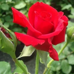 Rosier Tige 100 cm Grande Amore ® - Rosiers tiges et pleureurs