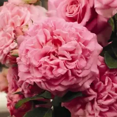 Rosier TIGE 100 cm Ashley® - Rosiers tiges et pleureurs