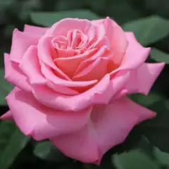 Rosier TIGE 100 cm Ashley® - Rosiers tiges et pleureurs