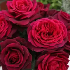 Rosier PETITE TIGE Gräfin Diana® Syn. Comtesse Diana - Rosiers tiges et pleureurs