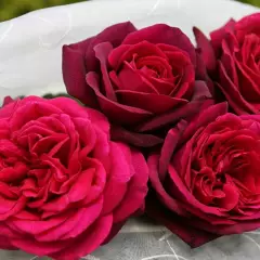 Rosier PETITE TIGE Gräfin Diana® Syn. Comtesse Diana - Rosiers tiges et pleureurs