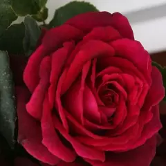 Rosier PETITE TIGE Gräfin Diana® Syn. Comtesse Diana - Rosiers tiges et pleureurs
