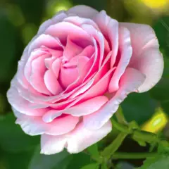 Rosier TIGE 100 cm FREDERIC MISTRAL® Meitebros - Rosiers tiges et pleureurs