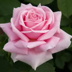 Rosier TIGE 100 cm FREDERIC MISTRAL® Meitebros - Rosiers tiges et pleureurs